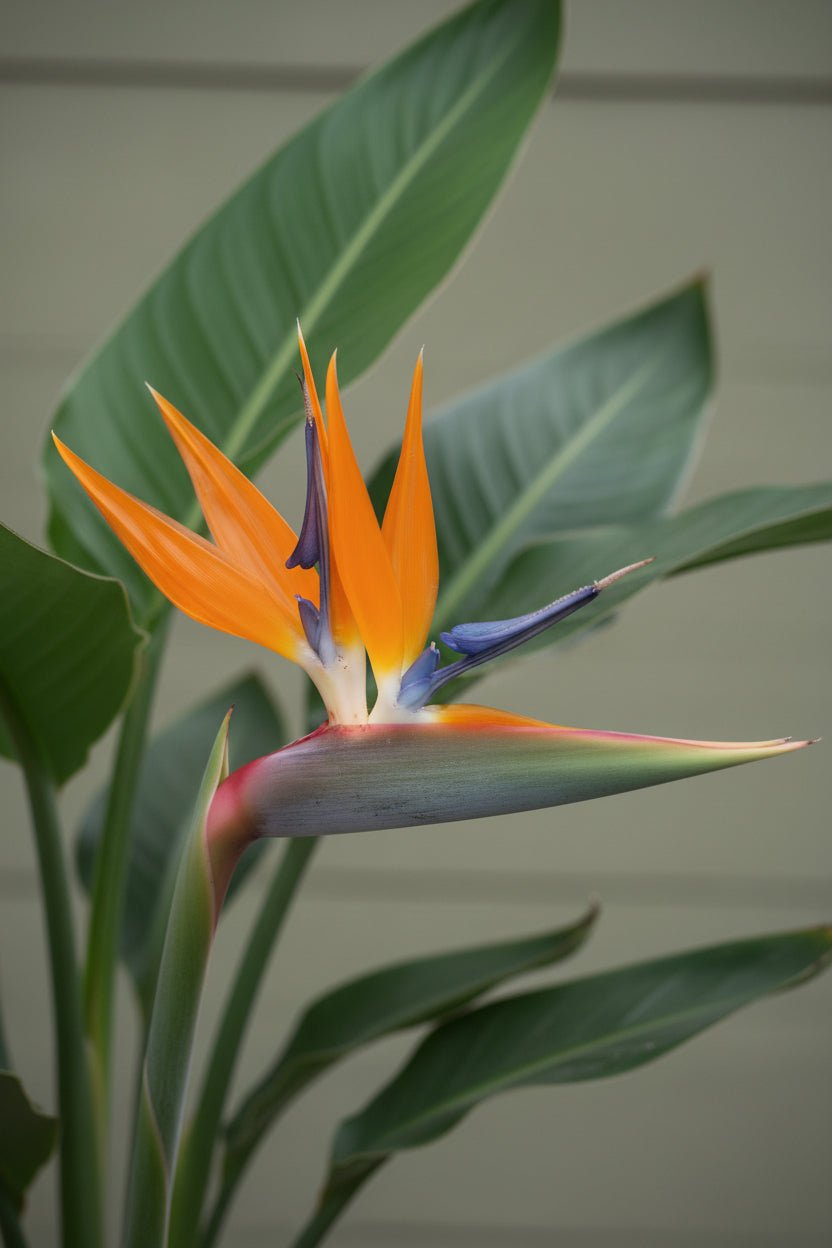 Strelitzia Reginae — Oiseau de paradis — Ø12 cm — H40 cm - Verdeia