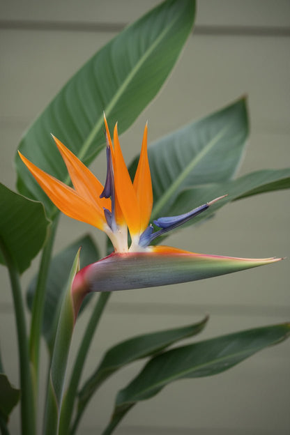 Strelitzia Reginae — Oiseau de paradis — Ø12 cm — H40 cm - Verdeia