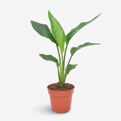 Strelitzia Reginae — Oiseau de paradis — Ø12 cm — H40 cm - Verdeia