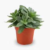 Succulente Senecio Cephalophorus - 10,5 x 15 cm - Verdeia