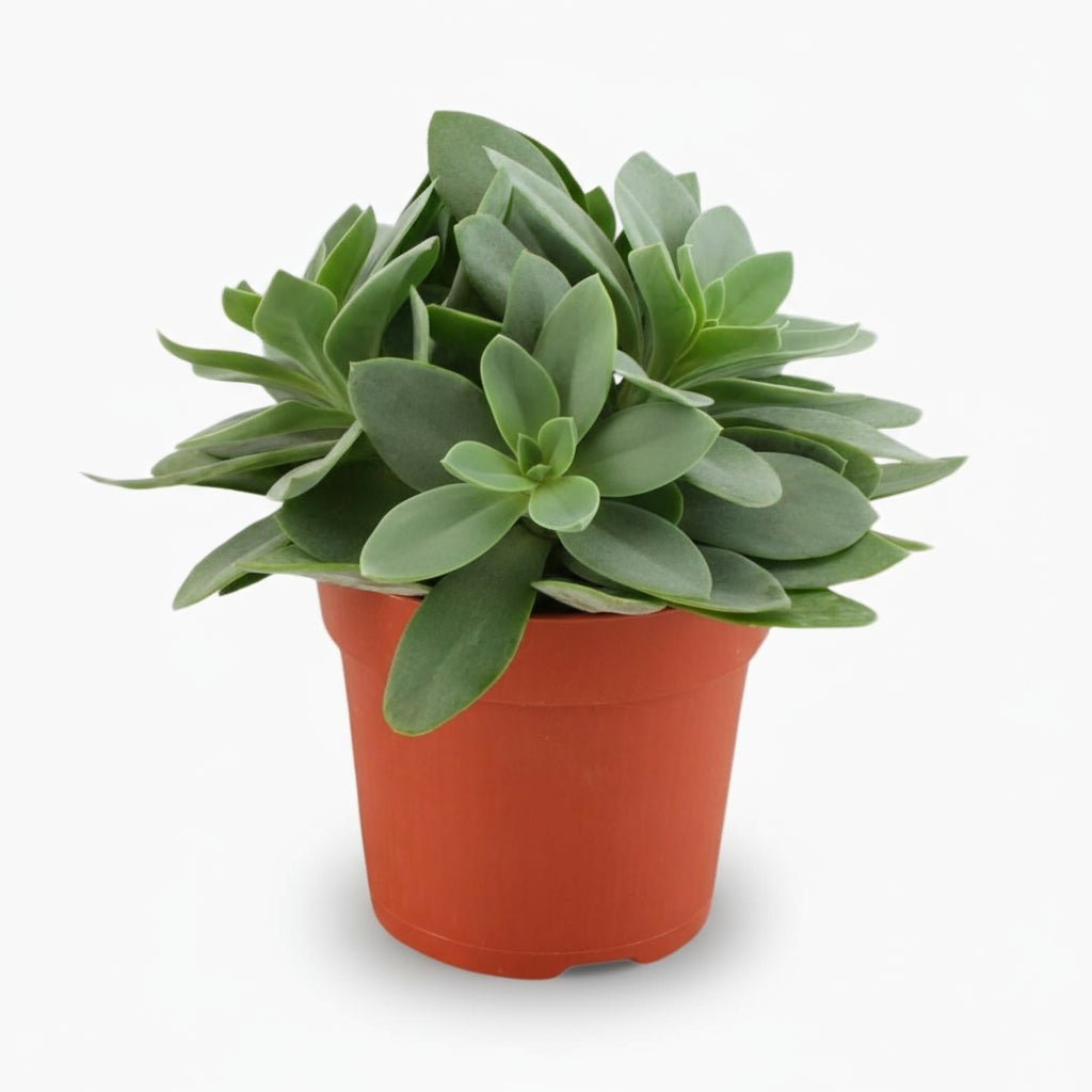 Succulente Senecio Cephalophorus - 10,5 x 15 cm - Verdeia