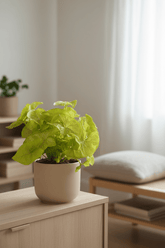 Syngonium Golden — Plante flèche dorée — Ø14 cm — H30 cm - Verdeia