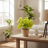 Syngonium Golden – Plante flèche dorée tropicale - Verdeia