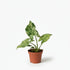 Syngonium Mottled - 6 x 15 cm - Verdeia