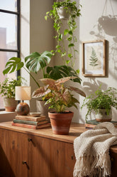 Syngonium Neon — Pied d&