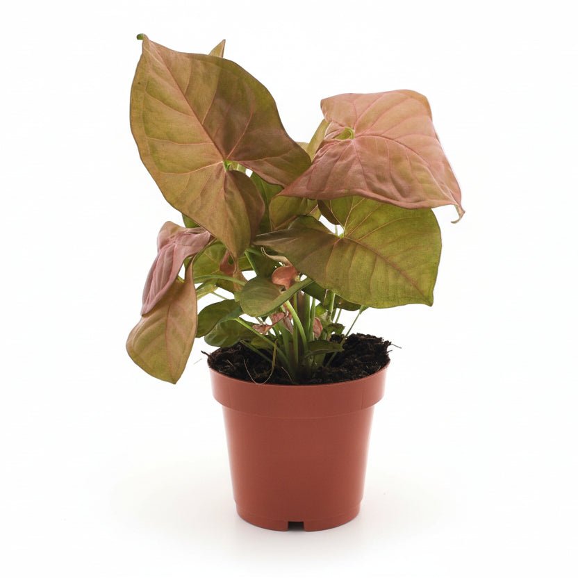 Syngonium Neon — Pied d&