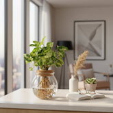 Syngonium ‘Pixie’ en hydroponie – Ø12cm – 30cm - Verdeia