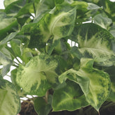 Syngonium Pixie — Ø12 cm — H20 cm - Verdeia