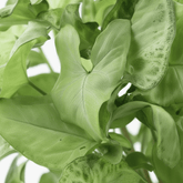 Syngonium White Butterfly – D14 x H35 cm - Verdeia