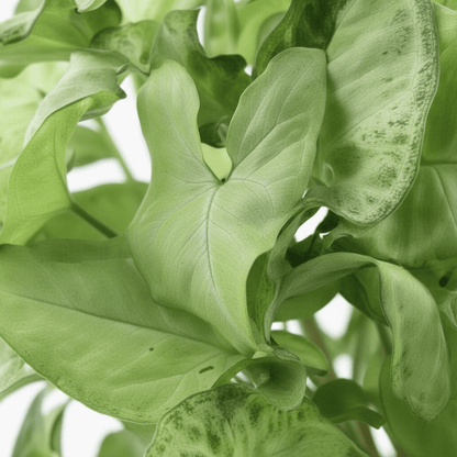 Syngonium White Butterfly – D14 x H35 cm - Verdeia