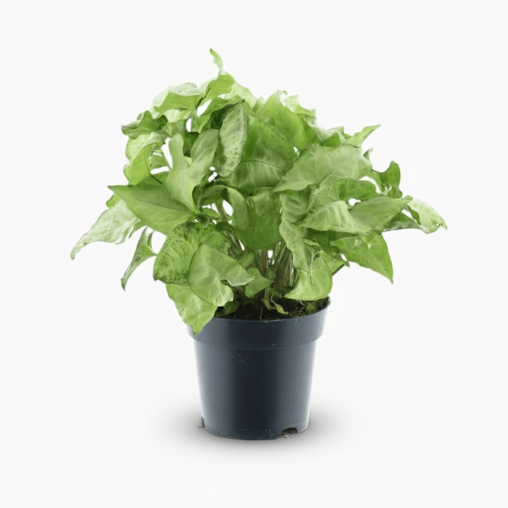 Syngonium White Butterfly – Ø14cm – ↕35cm - Verdeia