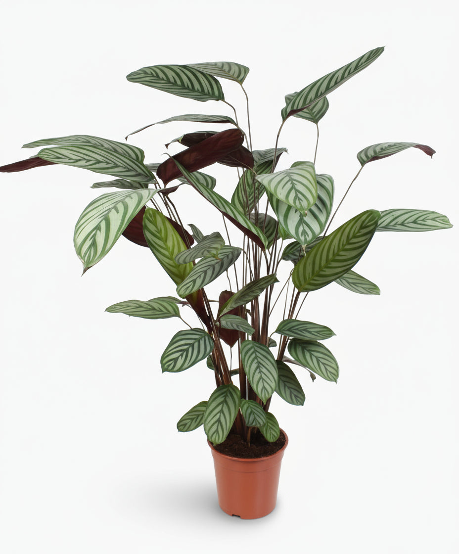 Ctenanthe oppenheimiana — “Never Never Plant”