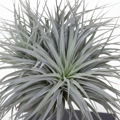Tillandsia ionantha Abdita – Air Plant Cube Mix – Ø20cm – ↕20cm - Verdeia