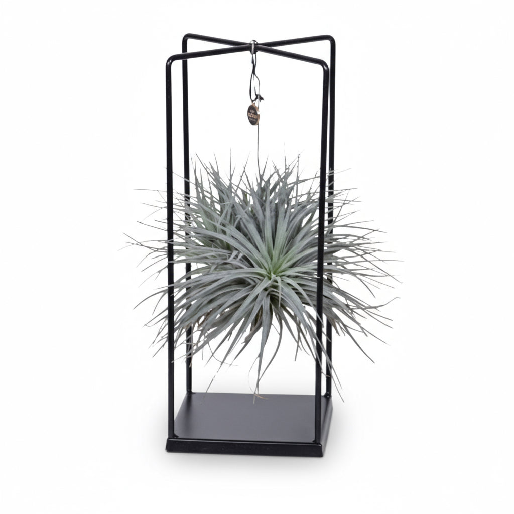 Tillandsia ionantha Abdita – Air Plant Cube Mix – Ø20cm – ↕20cm - Verdeia