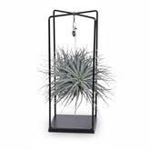 Tillandsia ionantha Abdita – Air Plant Cube Mix – Ø20cm – ↕20cm - Verdeia
