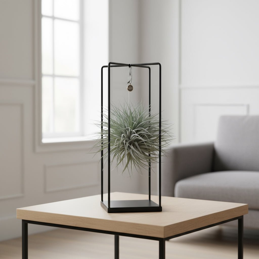 Tillandsia ionantha Abdita – Air Plant Cube Mix – Ø20cm – ↕20cm - Verdeia