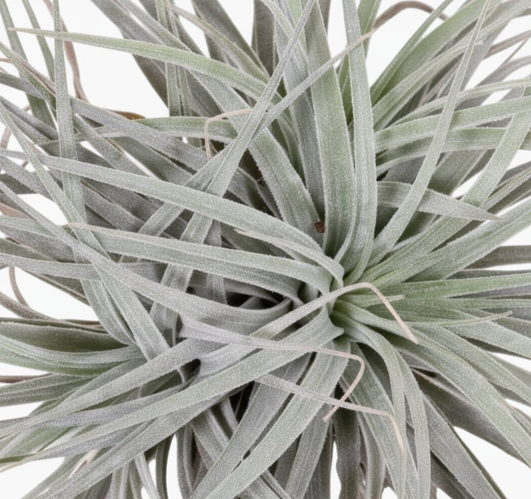 Tillandsia Super Silver XL – Plante aérienne d’intérieur – D20 x H15 cm - Verdeia