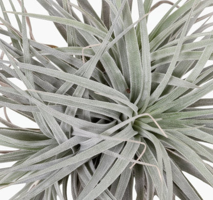 Tillandsia Super Silver XL – Plante aérienne d’intérieur – D20 x H15 cm - Verdeia