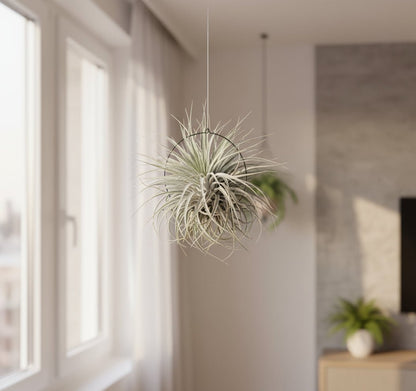 Tillandsia Super Silver XL – Plante aérienne d’intérieur – D20 x H15 cm - Verdeia