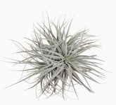 Tillandsia Super Silver XL – Plante aérienne d’intérieur – Ø20cm – ↕15cm - Verdeia
