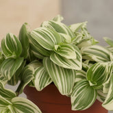 Tradescantia albiflora ‘Giant White Beach’ D12 x H17 cm - Verdeia