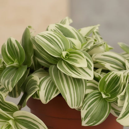 Tradescantia albiflora ‘Giant White Beach’ D12 x H17 cm - Verdeia