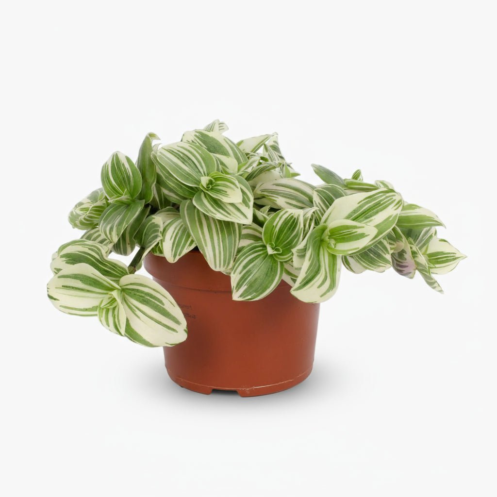 Tradescantia albiflora ‘Giant White Beach’ D12 x H17 cm - Verdeia