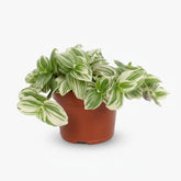 Tradescantia albiflora ‘Giant White Beach’ D12 x H17 cm - Verdeia