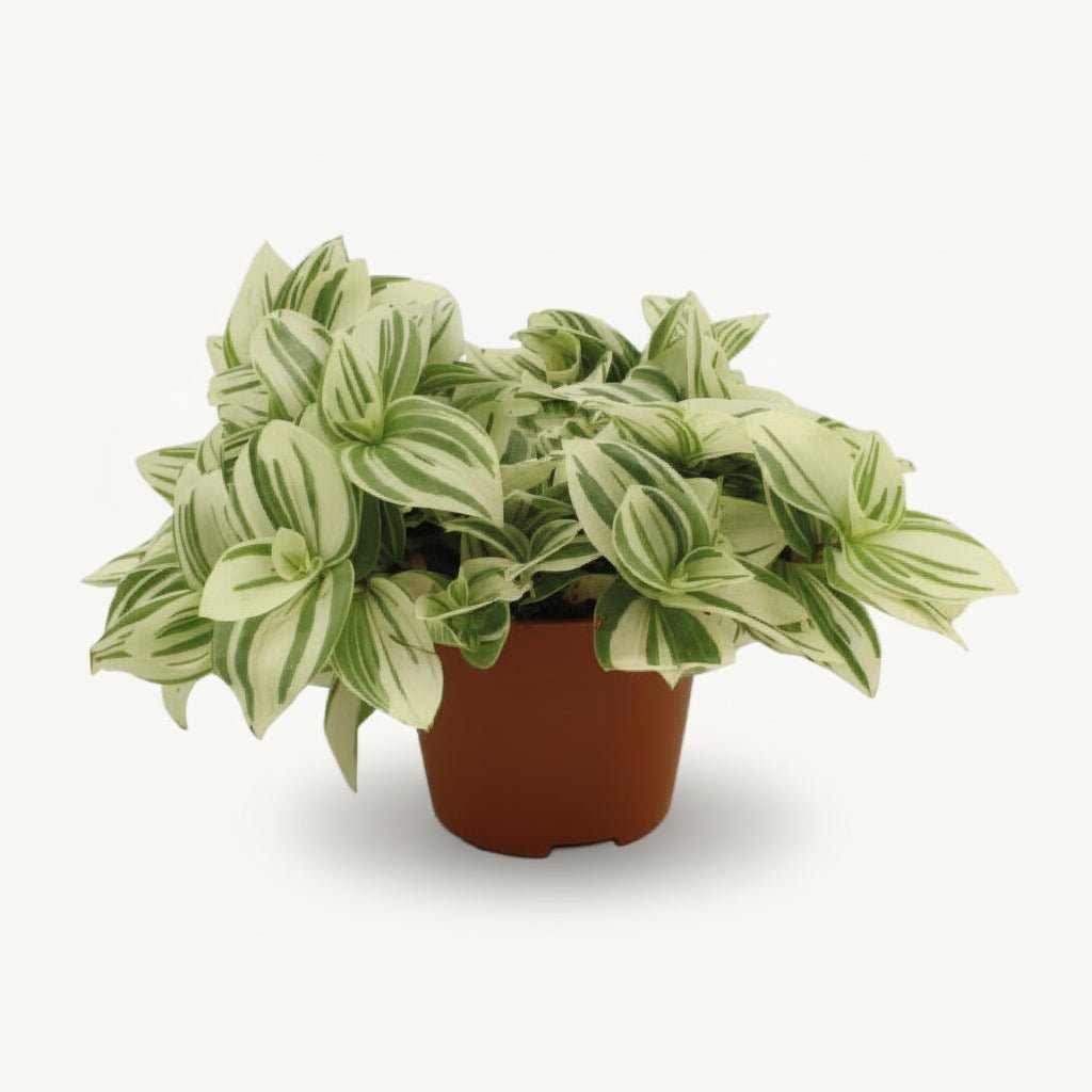 Tradescantia ‘Brightness’ — D12 x H20 cm - Verdeia