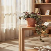 Tradescantia Zebrina Purpusii — Misère pourpre — Ø17 cm — H30 cm - Verdeia