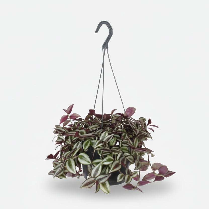 Tradescantia Zebrina Purpusii — Misère pourpre — Ø17 cm — H30 cm - Verdeia
