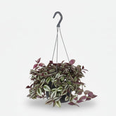 Tradescantia Zebrina Purpusii — Misère pourpre — Ø17 cm — H30 cm - Verdeia
