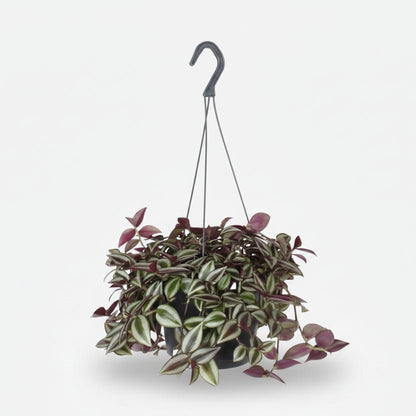 Tradescantia Zebrina Purpusii — Misère pourpre — Ø17 cm — H30 cm - Verdeia