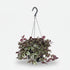 Tradescantia Zebrina Purpusii — Misère pourpre — Ø17 cm — H30 cm - Verdeia