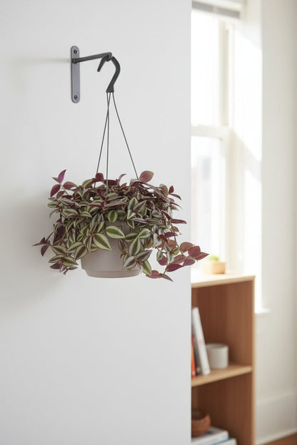 Tradescantia Zebrina Purpusii — Misère pourpre — Ø17 cm — H30 cm - Verdeia