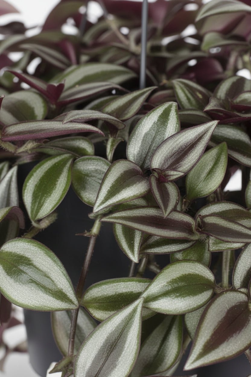 Tradescantia Zebrina Purpusii — Misère pourpre — Ø17 cm — H30 cm - Verdeia