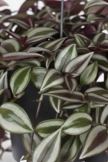 Tradescantia Zebrina Purpusii — Misère pourpre — Ø17 cm — H30 cm - Verdeia