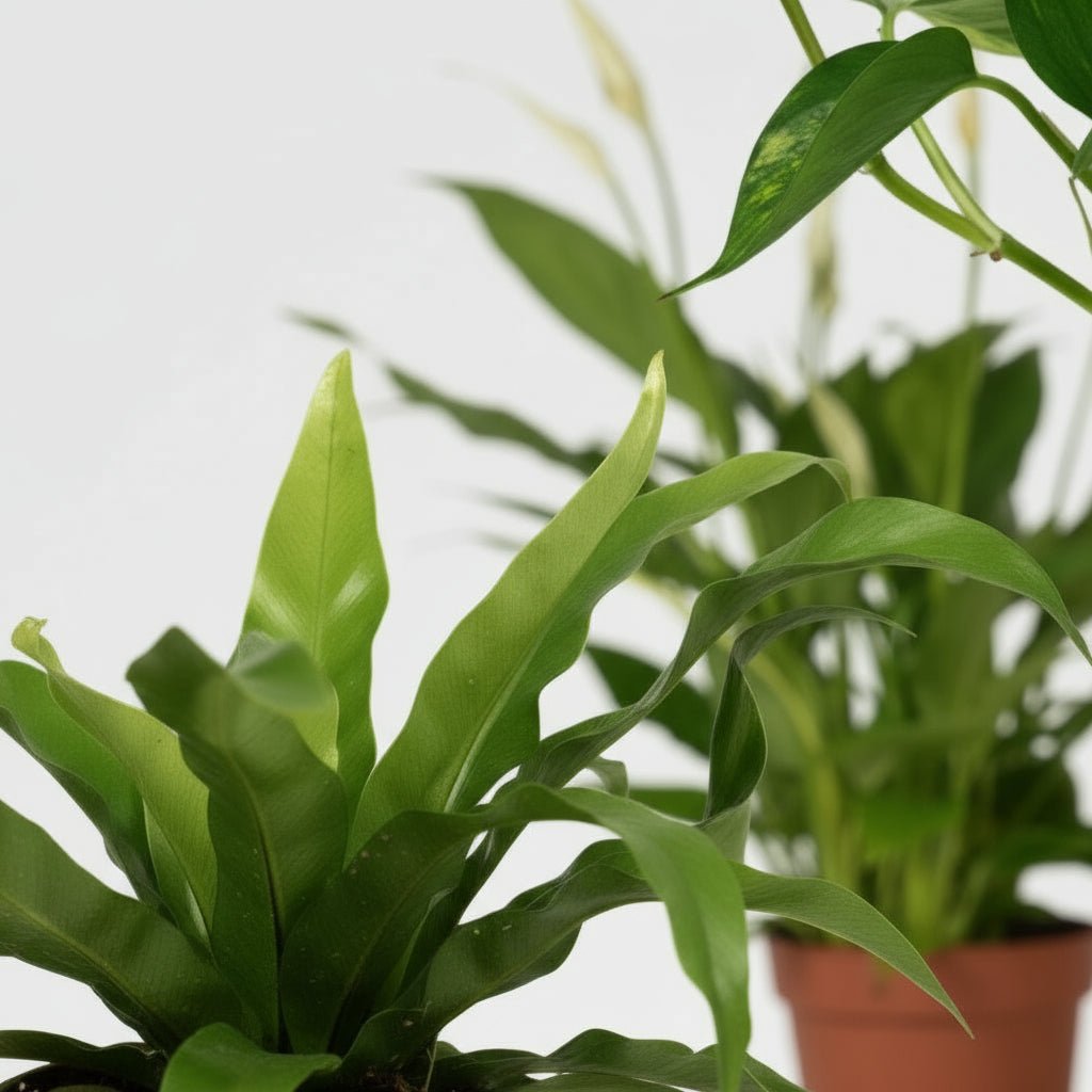Trio dépolluant – Asplenium, Spathiphyllum &amp; Epipremnum — Ø12 cm — H20 à 45 cm - Verdeia