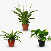 Trio dépolluant – Asplenium, Spathiphyllum & Epipremnum — Ø12 cm — H20 à 45 cm - Verdeia
