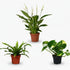 Trio dépolluant – Asplenium, Spathiphyllum & Epipremnum — Ø12 cm — H20 à 45 cm - Verdeia