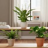 Trio dépolluant – Asplenium, Spathiphyllum & Epipremnum — Ø12 cm — H20 à 45 cm - Verdeia