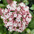 Viburnum tinus &
