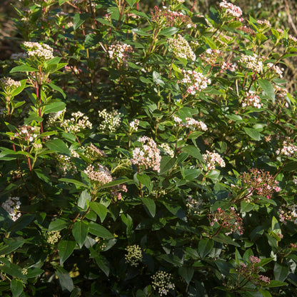 Viburnum tinus &