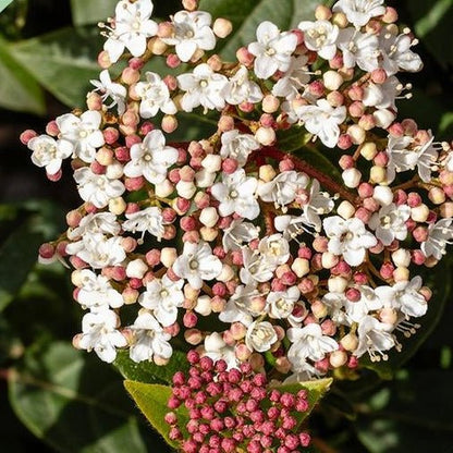 Viburnum tinus sur tige — Laurier - tin — Ø19 cm — H90 cm - Verdeia