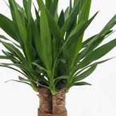 Yucca elephantipes ‘Tres Cañas’ — Ø19 cm — H70 cm - Verdeia