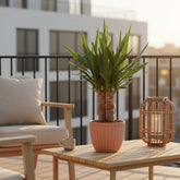 Yucca elephantipes ‘Tres Cañas’ — Ø19 cm — H70 cm - Verdeia