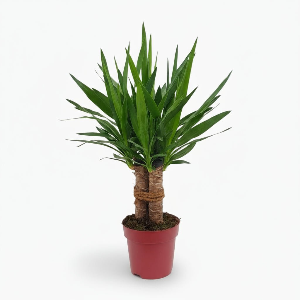 Yucca elephantipes ‘Tres Cañas’ — Ø19 cm — H70 cm - Verdeia