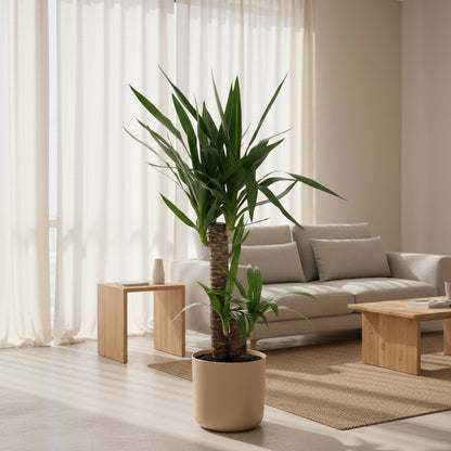 Yucca elephantipes – Yucca d’intérieur ou Palmier d’Espagne - Verdeia