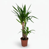 Yucca elephantipes – Yucca d’intérieur ou Palmier d’Espagne - Verdeia