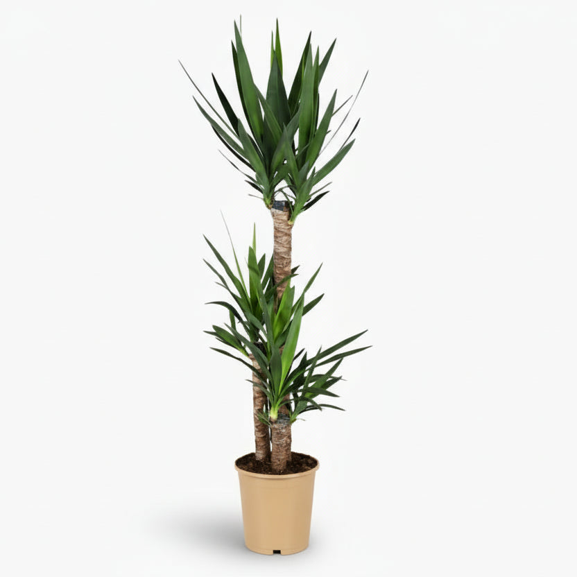 Yucca – Palmier de salon graphique et résistant - Verdeia